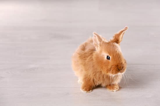 canva cute funny rabbit on floor at home MAD TsI2ogw
