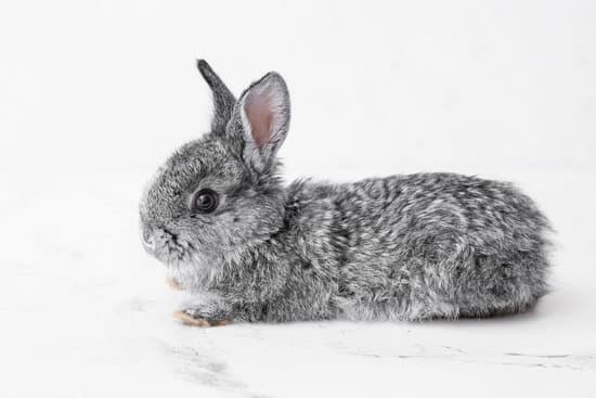 canva cute funny rabbit on light background MAEWeXU lbo