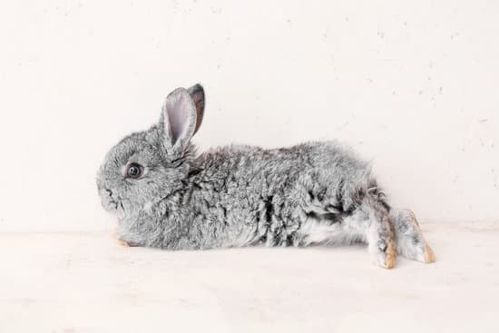 canva cute funny rabbit on light background MAEWedji YE