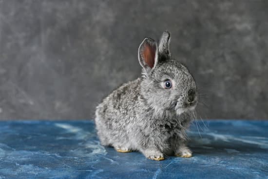 canva cute funny rabbit on table against grey background MAEW16P 6KA