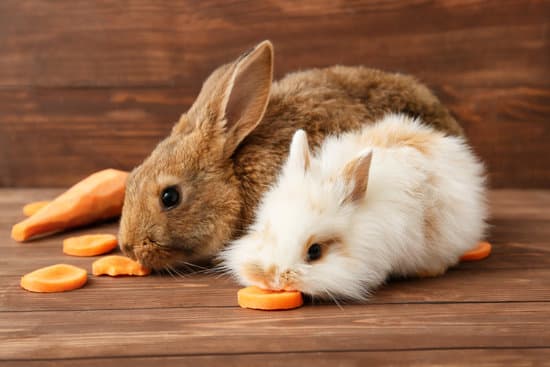 canva cute funny rabbits eating carrot on wooden background MAEWeX5VAnc