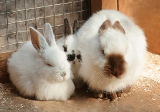 canva cute funny rabbits in zoological garden MAD VOREvq8