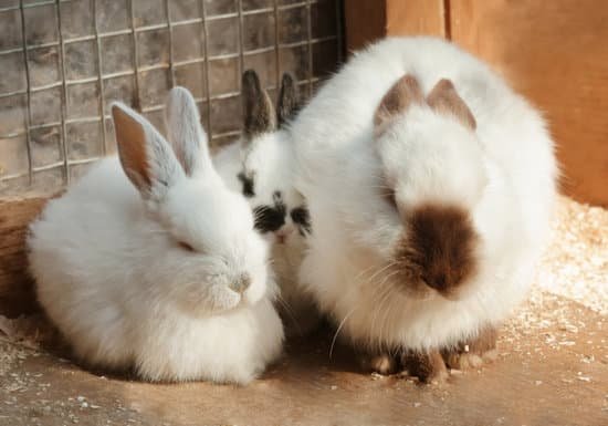 canva cute funny rabbits in zoological garden MAEqybisKNM