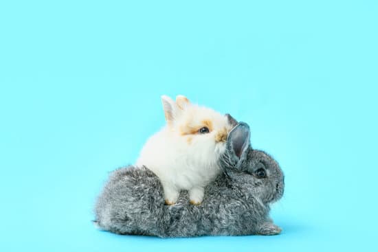canva cute funny rabbits on color background MAEWeQSRo6Q