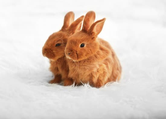 canva cute funny rabbits on soft plaid at home MAD TmaacQs