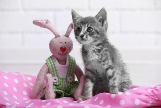 canva cute gray kitten with toy rabbit on pink cloth MAD MvjYAFA