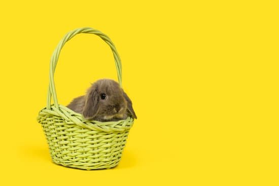 canva cute grey rabbit on yellow backgroun MADdFkz 2qM