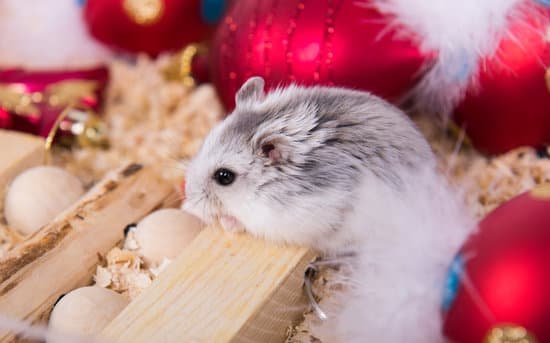 canva cute hamster MADBZLh9nKM