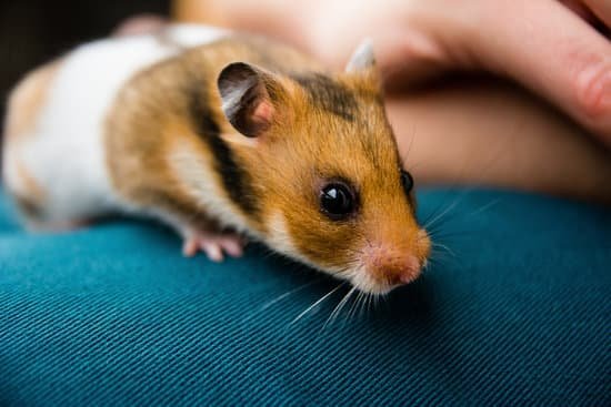 canva cute hamster MADCTuKkBcc