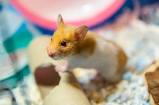 canva cute hamster MADnzLXELVw