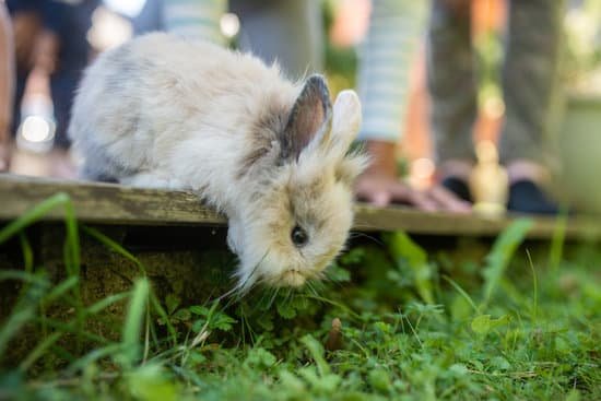 canva cute little pet rabbit peeking from wooden terrace MADOmJswGks