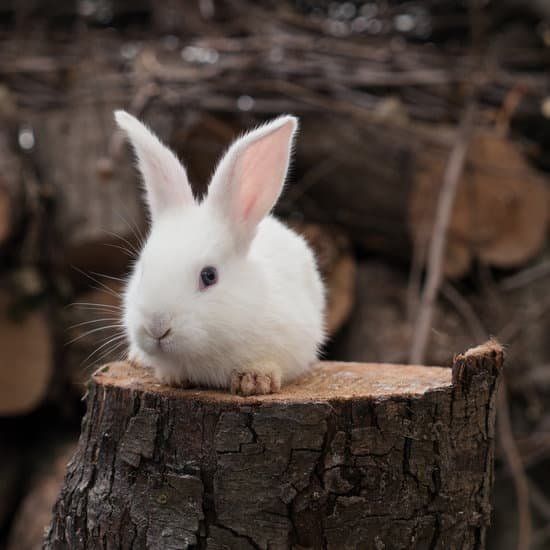 canva cute little white rabbit MAB8yWjZCkg