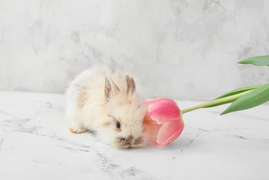 canva cute rabbit and beautiful tulip on light background MAEWeWWdjMY