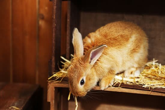 canva cute rabbit in barn MAD MbJtX5w