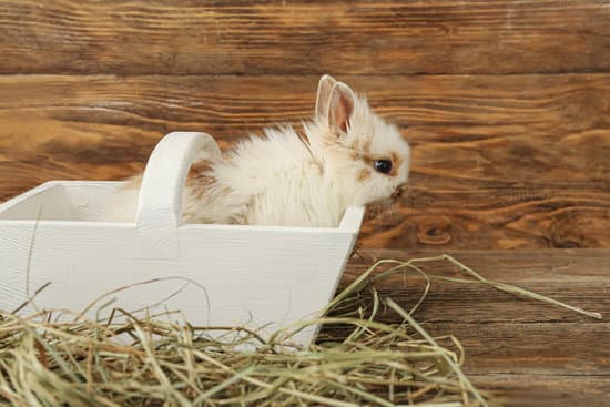 canva cute rabbit in basket on wooden background MAEWeUwKP0Q