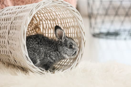 canva cute rabbit in wicker basket at home MAEYLFgYtsU