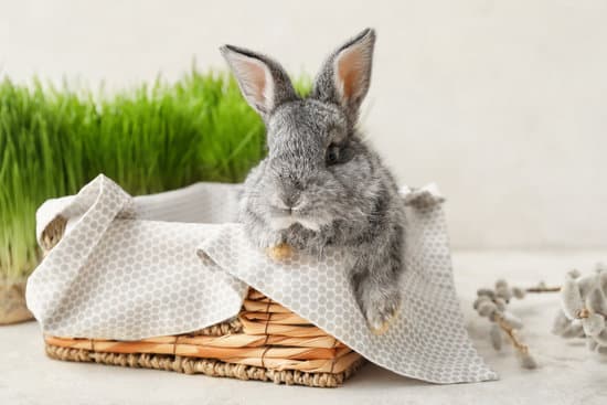 canva cute rabbit in wicker box on light background MAEWeZueENk