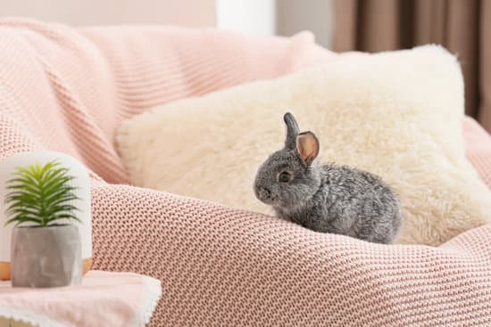 canva cute rabbit on armchair in room MAEYLCugb4E