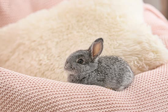 canva cute rabbit on armchair in room MAEYLDDFyEw
