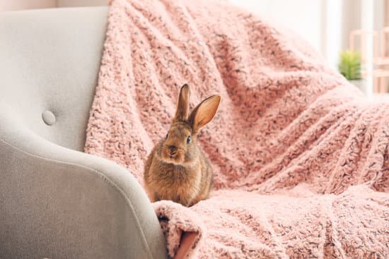 canva cute rabbit on armchair in room MAEYLKrZMAA