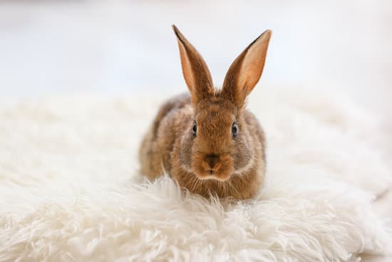 canva cute rabbit on fluffy rug in room MAEZH7b5RMM