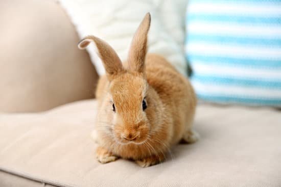 canva cute rabbit on sofa close up MAD 36r5VPo