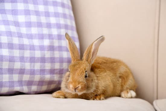 canva cute rabbit on sofa close up MAD 3ys9W o