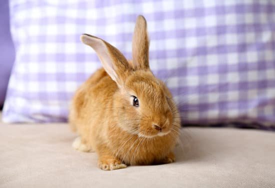 canva cute rabbit on sofa close up MAD MRzFZfM