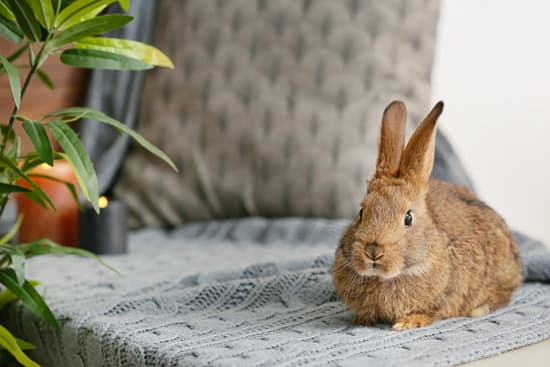 canva cute rabbit on table in room MAEYLBAOzrg