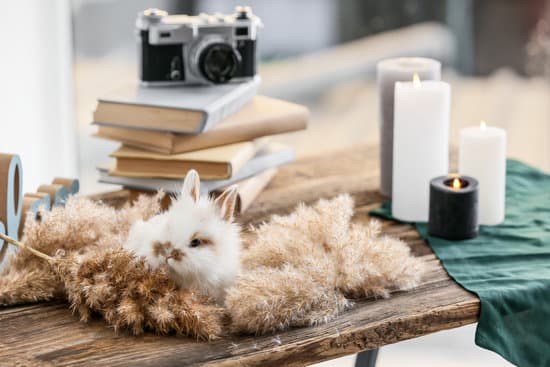canva cute rabbit on table in room