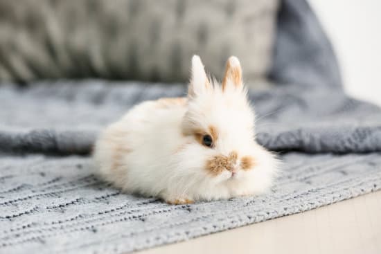 canva cute rabbit on table in room MAEZHzXg8hY