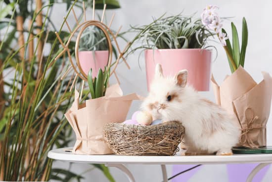 canva cute rabbit spring plants and easter eggs on table MAEWeUNYGm4