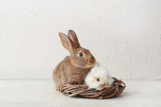 canva cute rabbits and wicker nest on light background MAEWect3nX8