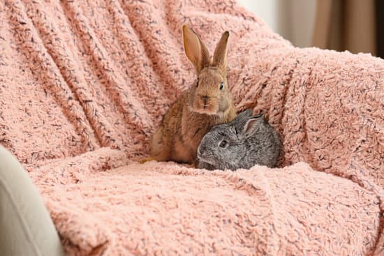 canva cute rabbits on armchair in room MAEYLH4pkPw