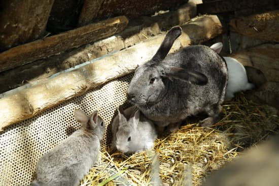 canva cute rabbits on farm MAD9a7alBi8