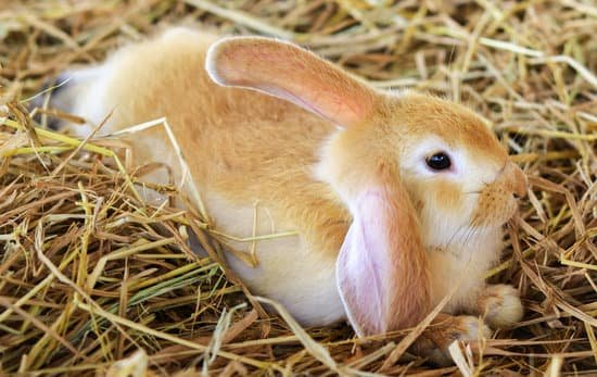 canva cute white brown rabbit on the grass or straw MAEorQEXPXo