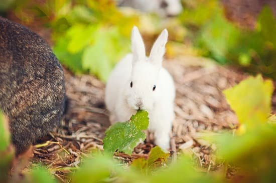 canva cute white rabbit eating leaf MADb3PIZSCc