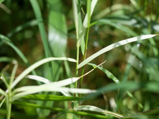 canva cynodon dactylon or bermuda grass in white and green color MAEFabZaVNs
