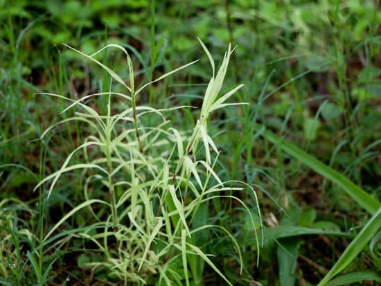 canva cynodon dactylon or bermuda grass in white and green color MAEHiVp5SGc