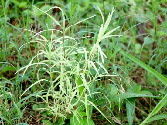 canva cynodon dactylon or bermuda grass in white and green color MAEHifcXets