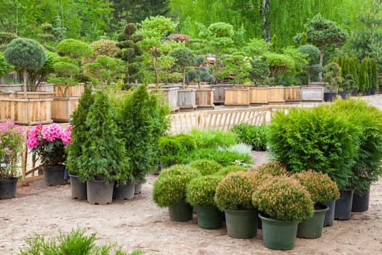 canva cypresses plants in pots bonsai garden plants on tree farm MAEUzuDR5CQ