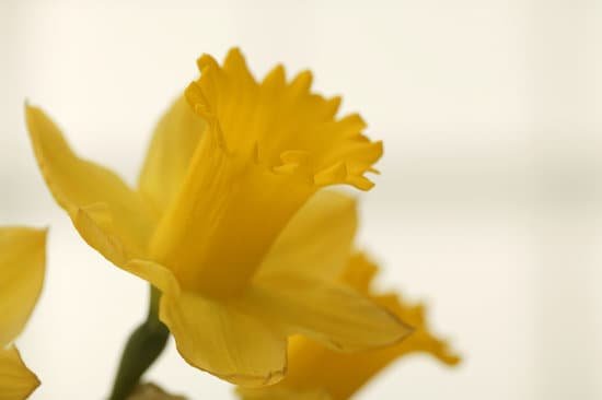 canva daffodil MAC77z1FdKU