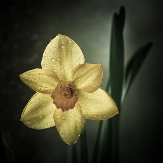 canva daffodil MADA4 f4cwo