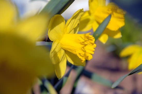 canva daffodil MADAKbVFuOY