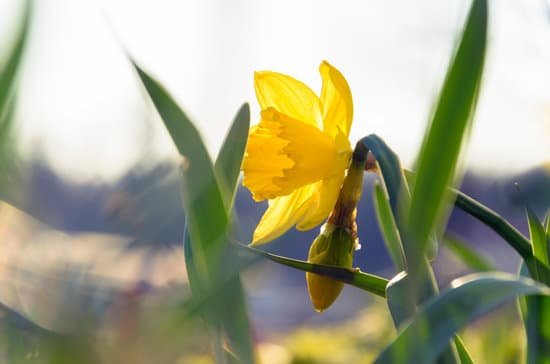 canva daffodil MADALYGfMFM