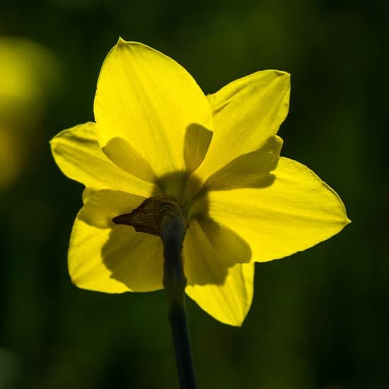 canva daffodil MADBmnTh3lk