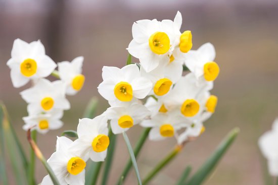 canva daffodil MADFBYaGRV8