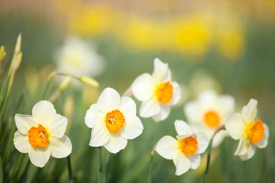 canva daffodil MADFCc12W A