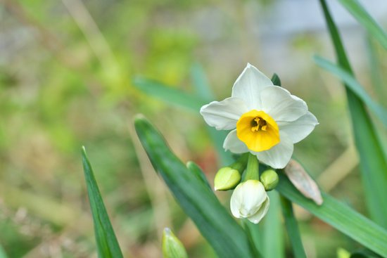 canva daffodil MADFNzYnCS8