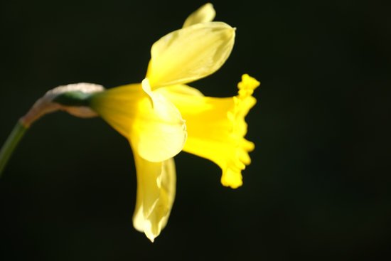 canva daffodil MADFTf6pnDQ